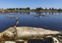 To nie były metale ciężkie…