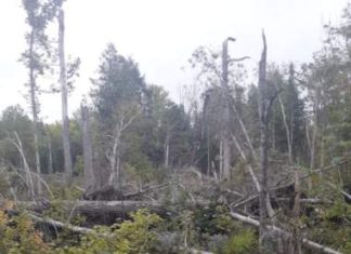 Michalinka: Blizny po burzy