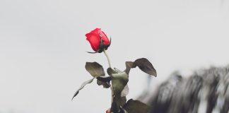 Farmus: Kobiety się nawet kwiatkiem nie bije – jeśli się ją bije