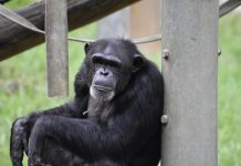 W trosce o dobrostan szympansów