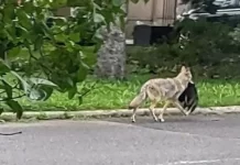 Ottawa zaczyna wyłapywać kojoty