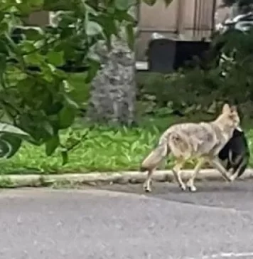 “Niesprowokowane” ataki kojotów w południowym Ontario