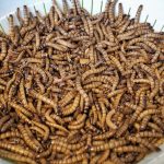 Rząd brytyjski w ramach eksperymentu skarmia afrykańskie dzieci owadami