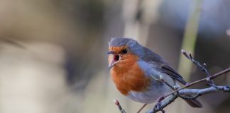 Ligęza: ZWĄTPIENIE