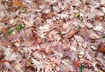 Michalinka: Listo Pad