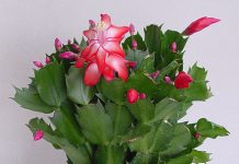 Michalinka: Szlumbergera, zygokaktus, czy grudnik?