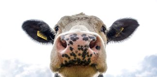 Ligęza: Krów i reszta