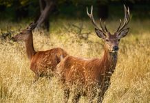 Polowanie na jelenie dla dobra lokalnej społeczności