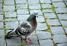 Gołąb-przemytnik zatrzymany w więzieniu w B.C.