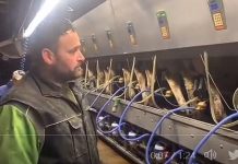 Ontario: 30 tys. litrów mleka poszło do ścieku