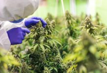 Miała być żyła złota…