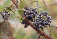 Wino lodowe w małej ilości, ale najwyższej jakości