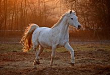 Ligęza: KONIOWIDZENIE