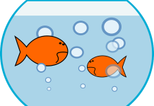 Zakaz hodowli rybek w okrągłych akwariach