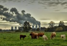 Trudeau zarzuca konserwatystom kapitulację w wojnie z klimatem