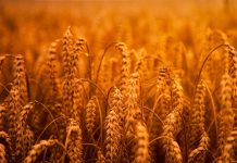 Bruksela krytykuje Polskę i Węgry za zakaz importu ukraińskiej żywności