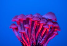 Grzyby halucynogenne – następne w kolejce do dekryminalizacji?