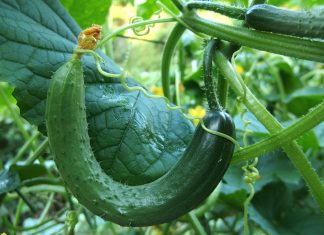 Michalkiewicz: Rewelacje sezonu ogórkowego