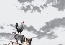 Michalkiewicz: Gdakanie unosi się pod niebiosa