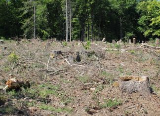 KUMOR: Ratujmy planetę, rżnijmy las