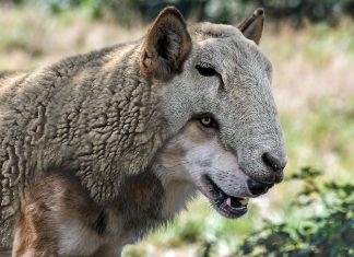 Bądź lwem – nie daj sobie odbierać tego kraju – ciekawy tekst w “National Post”