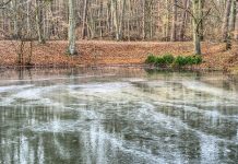 Zostań opiekunem lodowiska