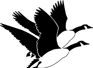 Michalinka: Odlatujące gęsi (kanadyjskie)