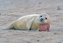 Foki na talerz! Nowa kampania reklamowa