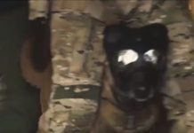 W Wojsku Polskim psy będą miały stopnie