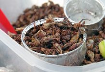 Ligęza: PIEPRZEM I MOCZEM