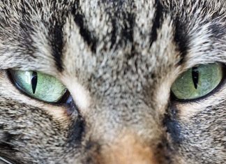 Farmus: Schadenfreude