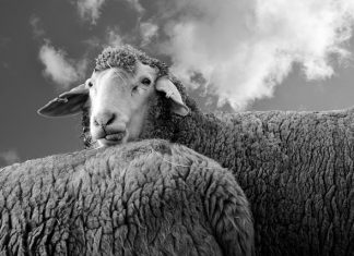 Michalinka: Głupota goni głupotę i nietolerancją pogania