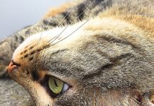 Rozenek: Odwracanie kota ogonem!