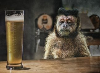 Michalkiewicz: Pogłośność jasna i agenci