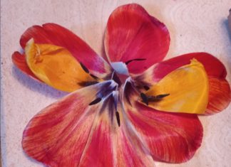 Michalinka: Rozeta z płatków pamięci