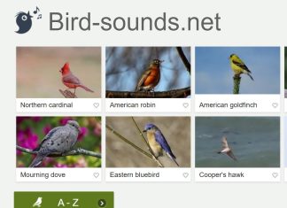 MICHALINKA: Jak rozpoznać śpiew ptaków