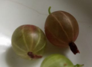 Michalinka: Pan Agrest