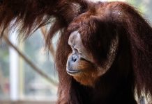 Zoo wezwało policję po ucieczce orangutana