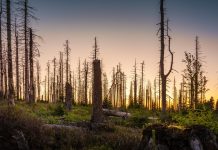 Minister środowiska odmawia podania ile hektarów martwych sosen pozostawiono w Parku Narodowym Jasper