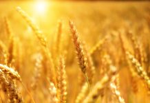 Legiec: Rzekomy „sukces“ Unii Europejskiej – to klęska dla europejskiego (także polskiego) rolnictwa!