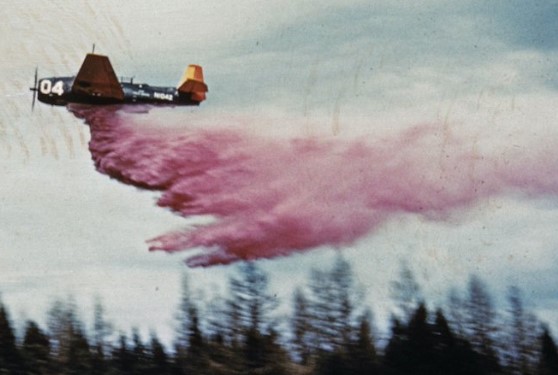 Lasy pod kluczem. Czy to zapobiegnie podpaleniom?