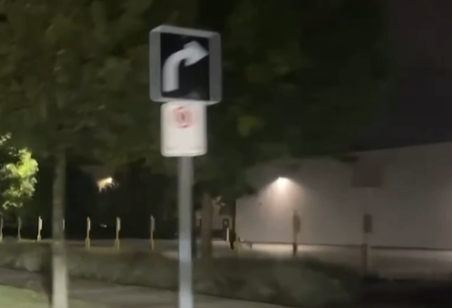 Na parkingu przed Walmartem wataha kojotów przegoniła niedźwiedzia