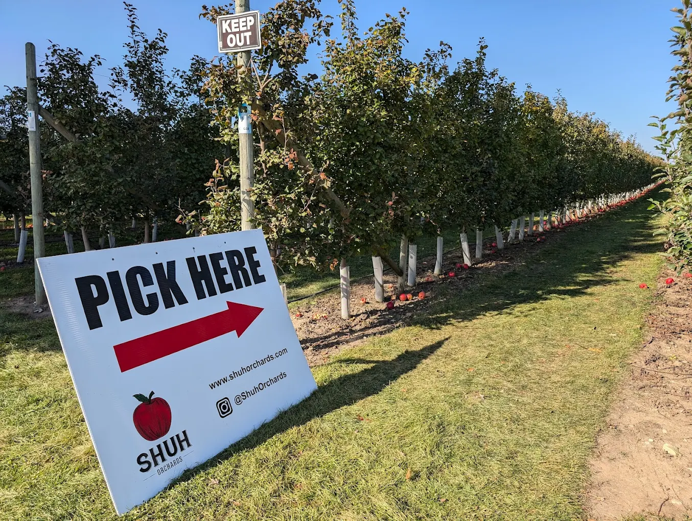 Ludzie kradną jabłka podczas zbierania