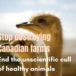 Strusie zabijano strzałem w głowę, zwyciężył autorytaryzm medyczny