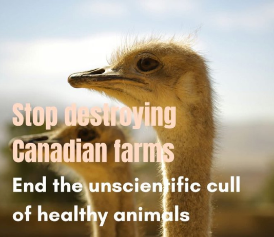 Strusie zabijano strzałem w głowę, zwyciężył autorytaryzm medyczny