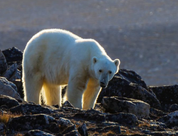 Upolowały go dwa niedźwiedzie