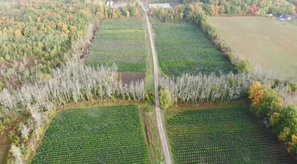 Olbrzymia plantacja marihuany w rezerwacie Tyendinaga Mohawk