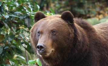 Niestety nie mieli broni… Atak grizzly na wycieczkę szkolną