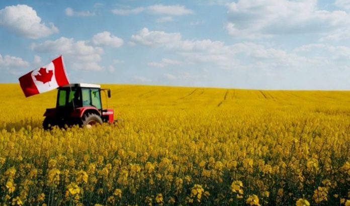 Canadian canola