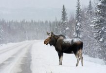 Uwaga, łosie wychodzą na drogi